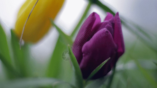 紫色花瓶郁金香GIF高清图片