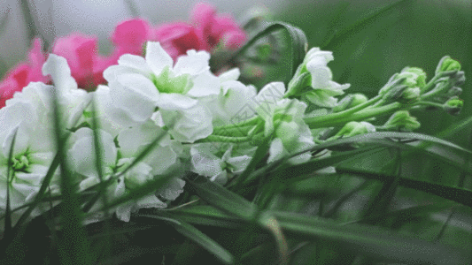 红白色紫罗兰鲜花实拍JIG图片