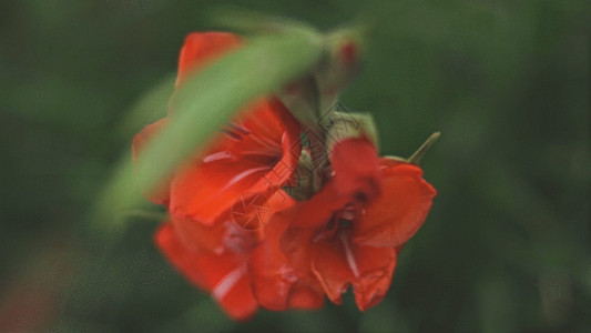 一朵鲜花盛开唐菖蒲GIF高清图片