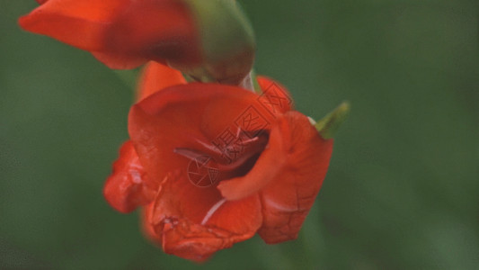 三角梅的花蕊美丽唐菖蒲GIF高清图片