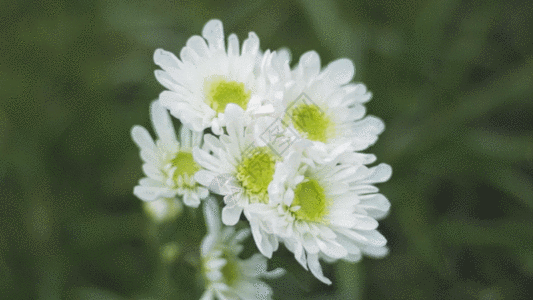 小雏菊鲜花GIF图片