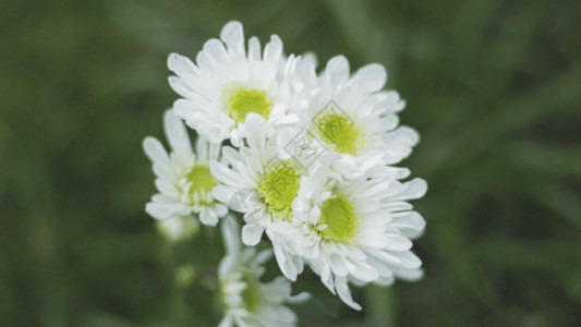 白色鲜花素材小雏菊鲜花GIF高清图片