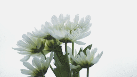 小雏菊 GIF图片