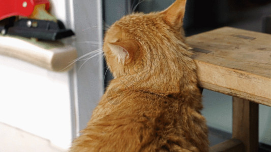 玻璃门素材可爱猫GIF高清图片