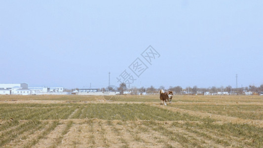 冬天的农村麦田奔跑的狗GIF高清图片