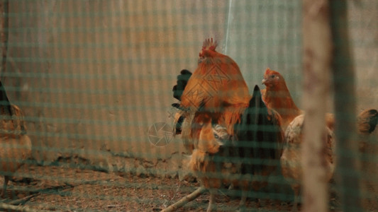 一群动物农村的公鸡GIF高清图片