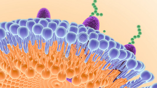 脂老虎素材细胞膜结构设计图片
