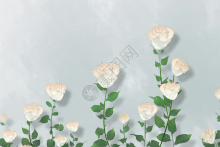 一朵白玫瑰花GIF高清图片