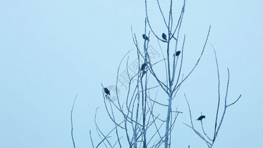树枝上的雪树枝上的几只鸟 喜鹊GIF高清图片