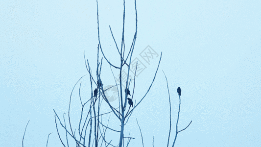树枝上的几只喜鹊GIF图片