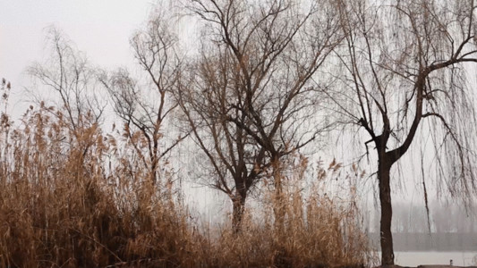 写真大片湖边枯萎的芦苇GIF高清图片