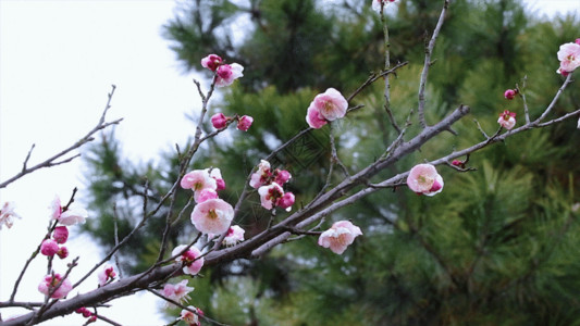 水墨红蜡梅绽放梅花GIF高清图片