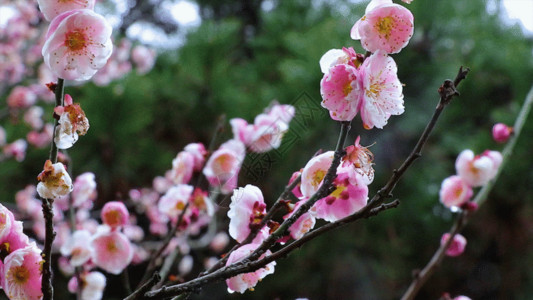 红花瓣梅花特写GIF高清图片