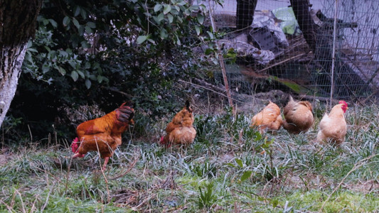 院子栅栏实拍一群鸡找食GIF高清图片