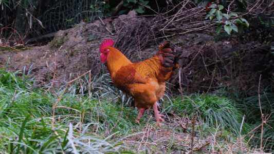 散养鸡场家禽母鸡GIF高清图片