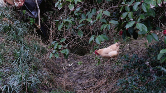 农业生态奔跑的母鸡GIF高清图片