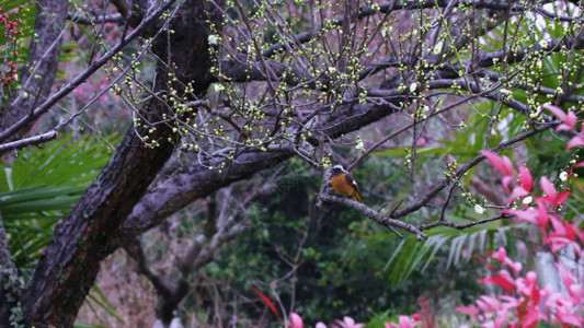 粉色小鸟实拍冬天鸟GIF高清图片