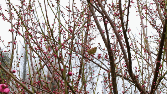 桃花中小鸟GIF图片