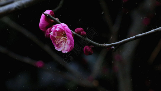 梅花实拍实拍雪花飘落诗意梅花GIF高清图片