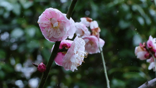 峨眉雪芽绽放梅花GIF高清图片