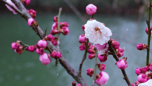 粉色的梅花冬天腊梅GIF高清图片