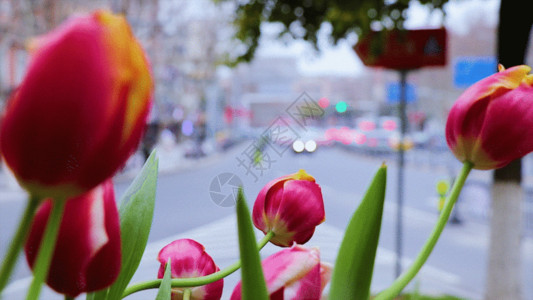 马路绿化花坛公路上的花朵GIF高清图片