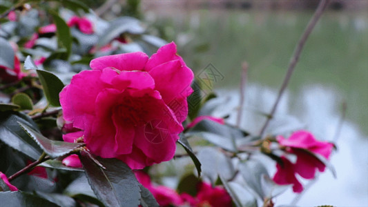 在花园池塘里花朵GIF高清图片