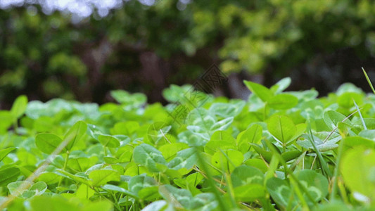 菠菜蛋花汤绿色自然GIF高清图片