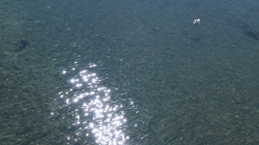 生态海洋高原水鸟GIF高清图片