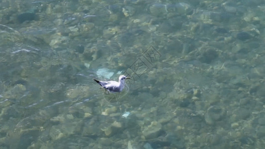 生态海洋水鸟GIF高清图片