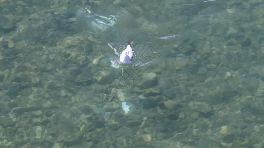 生态海洋水鸟戏水GIF高清图片