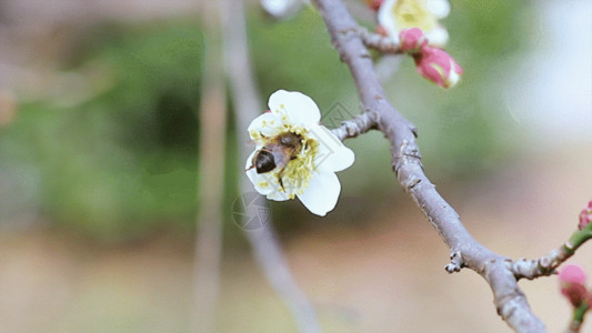 梅花GIF赫梅尔昆虫开花高清图片