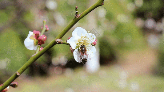 蜜蜂采蜜GIF图片