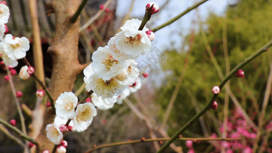 春天花卉梅花天气明媚梅园白梅开放GIF高清图片