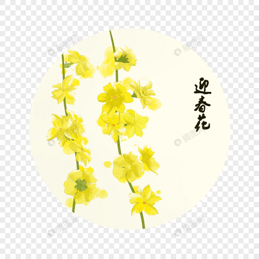 迎春花图片