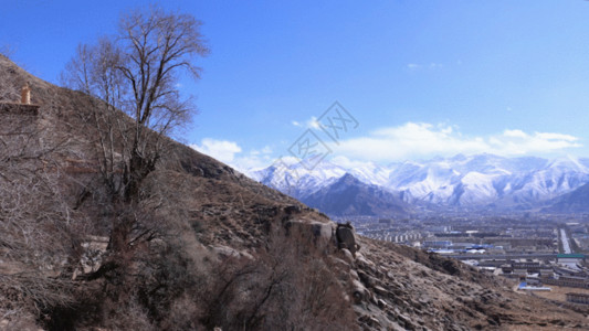 神圣古树雪山延时GIF高清图片