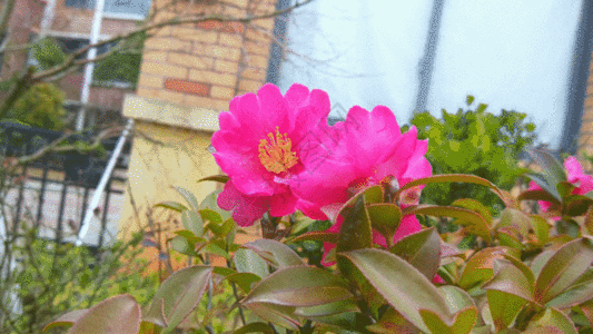 盛开的花朵实拍视频GIF图片
