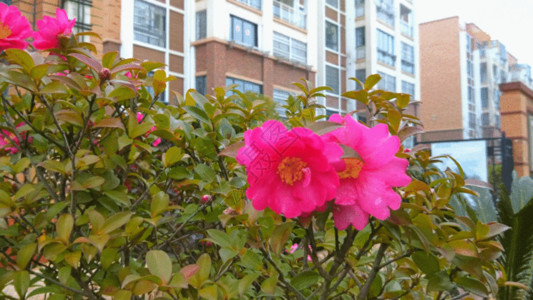 红艳茶花盛开的花朵GIF高清图片