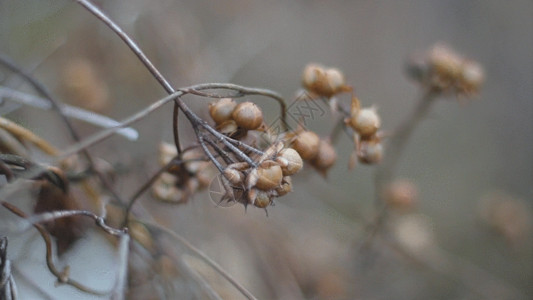 小白菊野草枯黄的植物花苞种子GIF高清图片