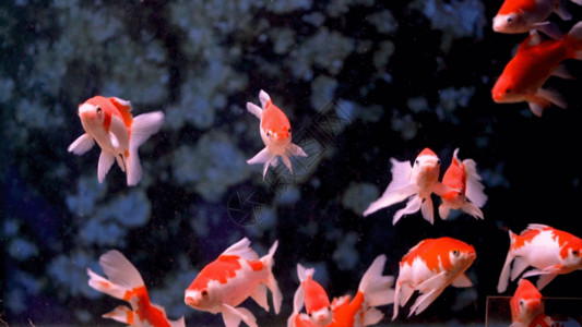 海底的鱼水里游动的锦鲤高清图片