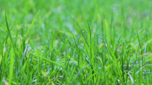 下雨草坪唯美清新雨后小草GIF高清图片