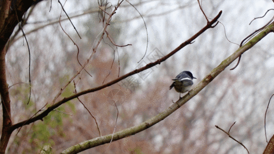 树枝上的小鸟GIF图片