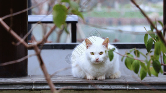 藏在叶子里的猫公园里的白猫GIF高清图片