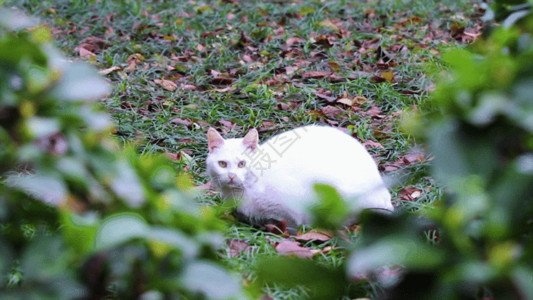 躺在草坪上草坪上的猫GIF高清图片