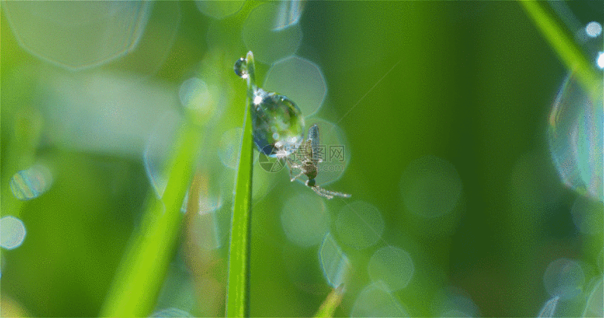清晨的露珠水滴小昆虫GIF图片
