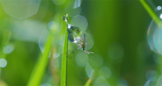 夏天草原清晨的露珠水滴小昆虫GIF高清图片