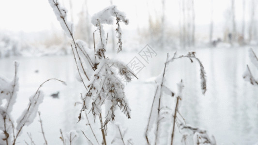 温泉度假区新疆冬季温泉雪景GIF高清图片