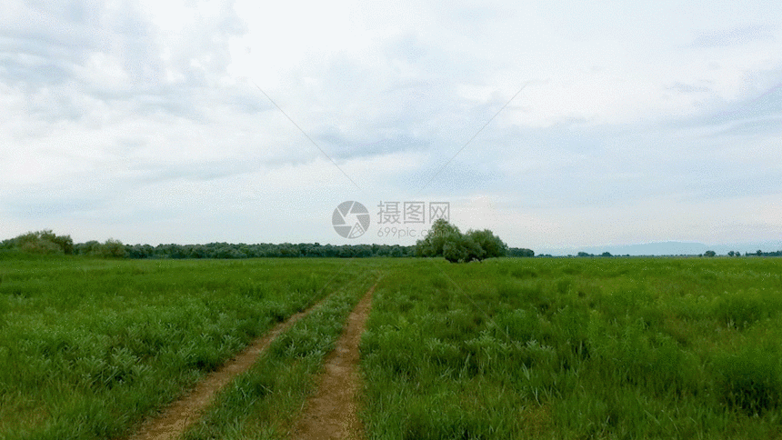 新疆草原森林道路野外GIF图片