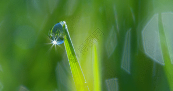 清晨植物K清晨的露珠水滴GIF高清图片