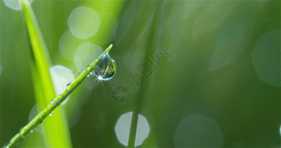 绿叶露珠水滴GIF图片